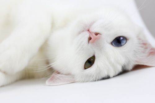 Katė, Balta Katė, Nuleisti, Augintiniai, Tingus, Skirtingos Spalvos Akys