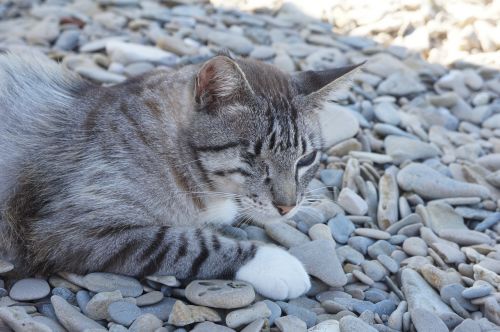 Katė, Papludimys, Katė Paplūdimyje, Naminis Gyvūnėlis, Puglia, Kačių, Viena Akis