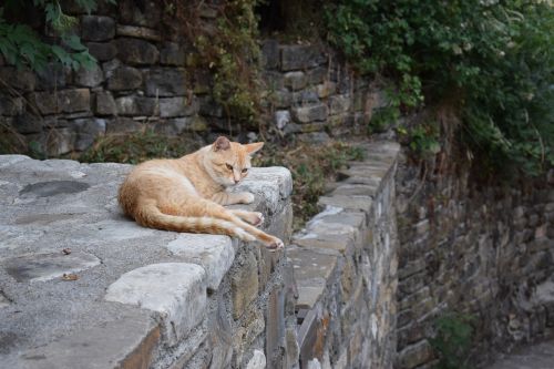 Katė, Gyvūnas, Naminis Gyvūnėlis, Poilsis, Fauna