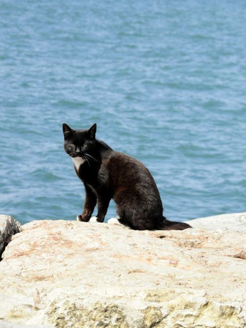 Katė, Papludimys, Juoda Katė, Naminis Gyvūnėlis, Istanbulas, Turkija