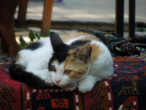Katė, Gyvūnas, Naminis Gyvūnėlis, Istanbulas, Turkija