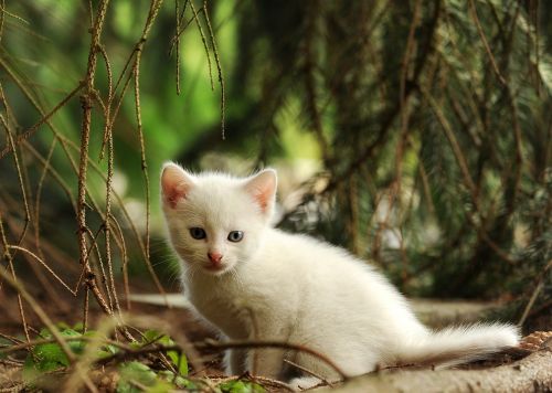 Katė, Kačiukas, Jaunas Gyvūnas, Wildcat, Balta Katė, Žinduolis, Gamta