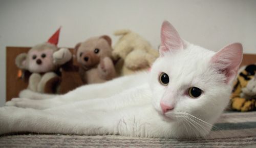 Katė, Balta, Gyvūnas, Kačiukas, Vidaus