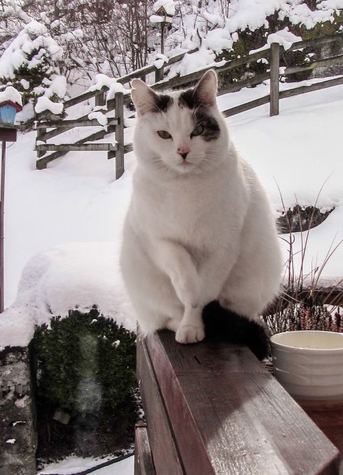 Katė, Balta, Sniegas, Naminis Gyvūnėlis, Žiema