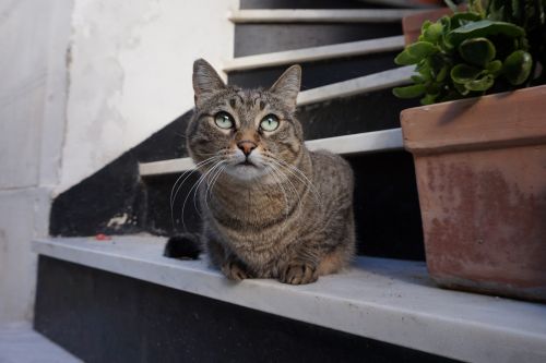 Katė, Italy, Pilka Katė