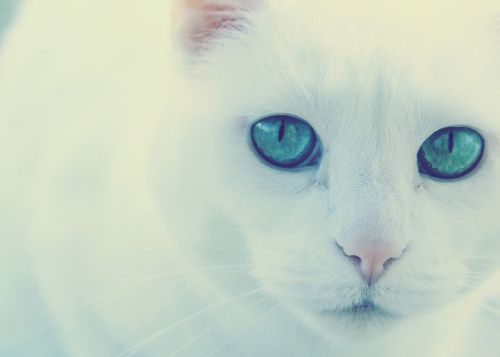 Katė, Žalios Akys, Balta Katė