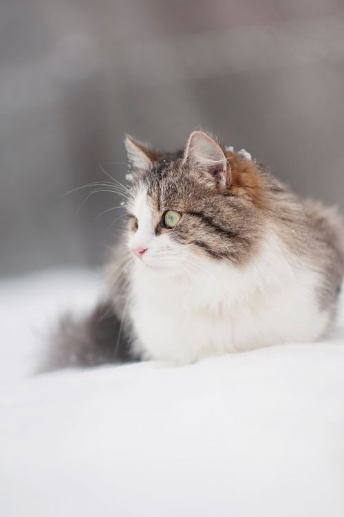 Katė, Tomcat, Plaukuotas, Žiema, Sniegas, Gyvūnas, Akys, Siberianas
