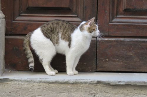Katė, Durys, Out, Naminis Gyvūnėlis, Italy, Florencija