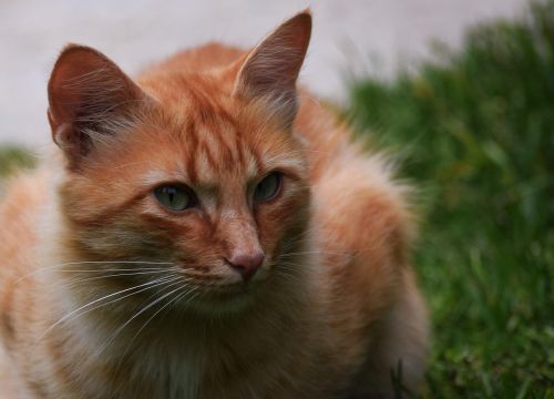 Katė, Žolė, Profilis