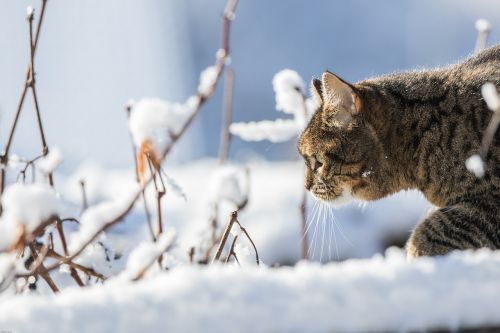 Katė, Žiema, Sniegas, Naminis Katinas, Naminis Gyvūnėlis, Pasinerti, Gamta