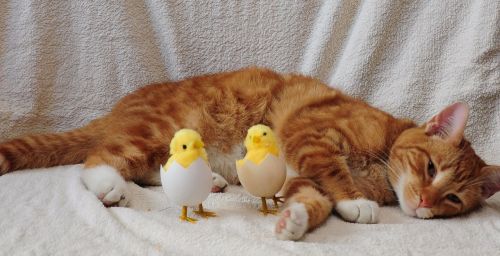 Katė, Kiaušinis, Vištiena, Viščiukas