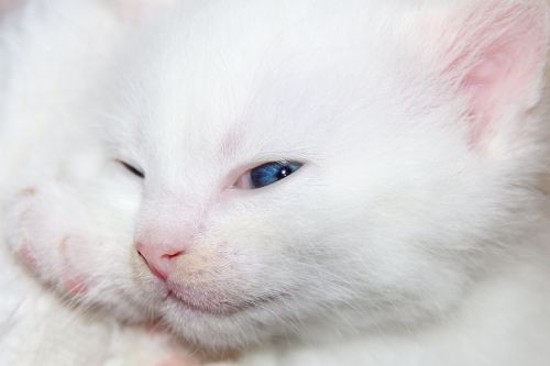 Katė, Kačiukas, Katė Kūdikis, Naminis Gyvūnėlis, Mielas, Raudona, Gyvūnas, Balta, Naminis Katinas, Katės Šuniukas