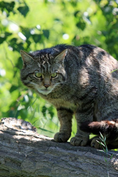 Katė, Škotų, Laukiniai, Škotiškas Laukinis Katinas, Gyvūnas, Kačių, Laukinė Gamta, Tabby, Iš Arti, Žalias, Akys, Žalios Akys, Žalias Akimis, Žiūrėti, Grobis, Gražus