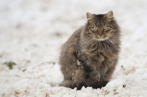 Katė, Tomcat, Sniegas, Balta, Pilka