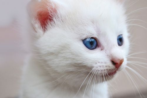 Katė, Mėlynos Akys, Gyvūnas, Akys, Kailis, Balta, Balta Miela, Kačiukas
