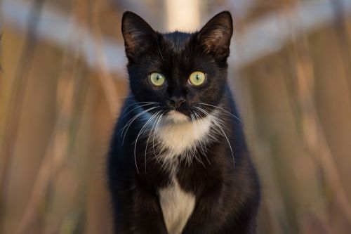 Katė, Juoda, Portretas, Naminis Katinas, Naminis Gyvūnėlis, Gyvūnas, Mieze, Juoda Ir Balta Katė, Katės Akys, Kačių Portretas, Laukinės Gamtos Fotografija, Gyvūnų Portretai