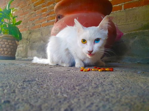 Katė, Heterochromija