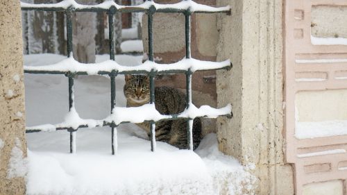 Katė, Turėklai, Sniegas