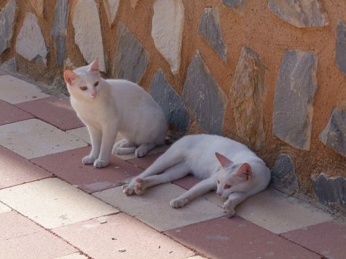 Katė, Baltos Katės, Strays, Portretas, Naminis Katinas, Hibridas, Gatvės Katės, Gyvūnų Gerovė, Ispanija