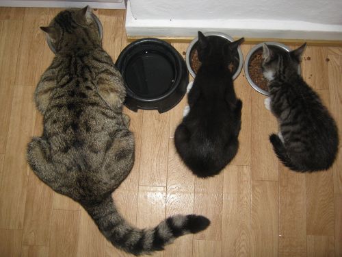 Katė, Kačiukas, Augintiniai, Maistas