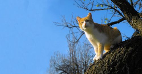 Katė, Tomcat, Medis