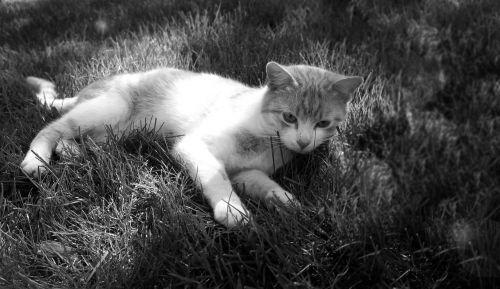 Katė, Tomcat, Kvėpavimo Aparatas, Taika, Žolė