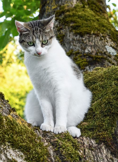 Katė, Medis, Žalias