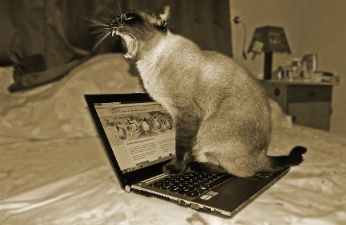 Katė, Nešiojamas Kompiuteris, Naminis Gyvūnėlis, Gyvūnas, Kompiuterių Mokslas