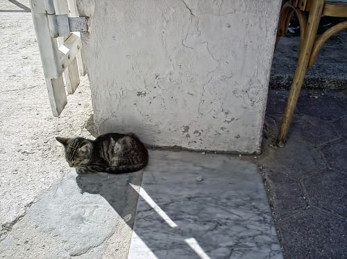 Katė, Pilka, Saldus, Tunisas, Tuniso Respublika