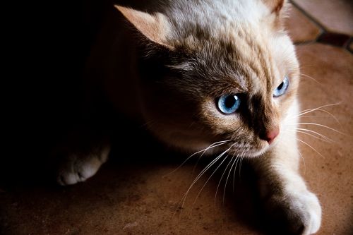 Katė, Balta, Mėlyna Akis, Naminis Gyvūnėlis, Balta Katė, Katės Akys, Saldus, Vaizdas, Šešėlis