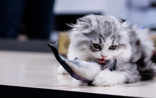 Katė, Valgyti, Žuvis