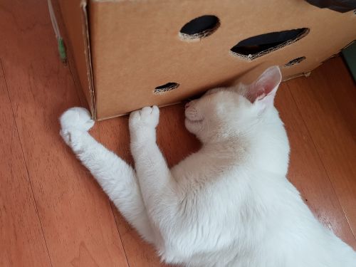Katė, Balta Katė, Turkų Angora, Katės