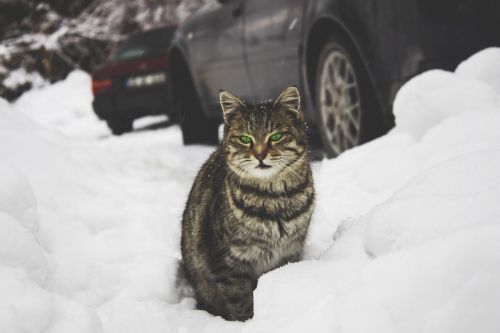 Katė, Gyvūnas, Naminis Gyvūnėlis, Lauke, Žiema, Sniegas
