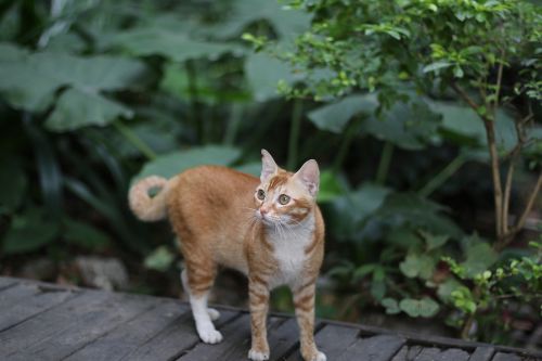 Katė, Bjaurios Katės, Kiniškoji Pastoracinė Katė