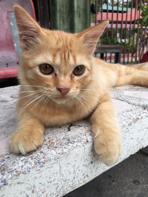 Katė, Oranžinė Katė