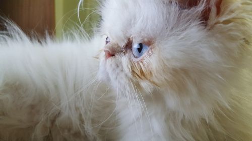 Katė, Naminis Gyvūnėlis, Persų Katė, Baltas Kailis