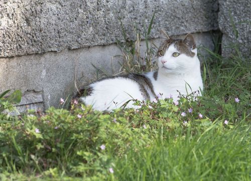 Katė, Žolė, Gamta, Naminis Gyvūnėlis