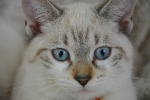 Katė, Kačiukas Mėlynos Akys, Atrodo, Kačių Akys, Mielas, Pritvirtinti, Kačiukas, Kačių
