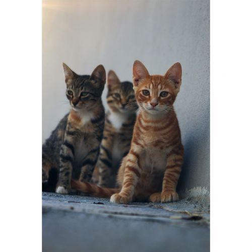 Katė, Gyvūnas, Kačiukas