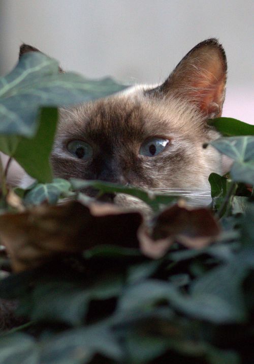 Katė, Burmese, Mėlynos Akys, Gražus