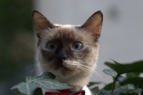 Katė, Burmese, Mėlynos Akys, Paslėpta, Lapai, Gražus
