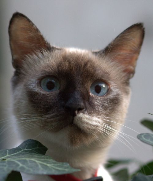 Katė, Burmese, Mėlynos Akys, Paslėpta, Lapai, Gražus