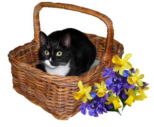 Katė, Krepšelis, Gėlės