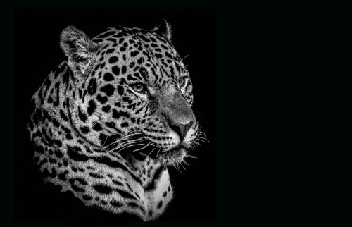 Katė, Laukinė Gamta, Leopardas, Gyvūnas, Pavojus, Plėšrūnas, Zoologijos Sodas
