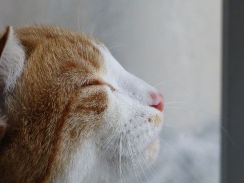 Katė, Zen, Profilis