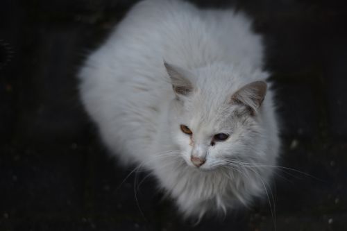 Katė, Gyvūnas, Balta Katė