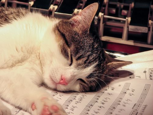Katė, Naminis Gyvūnėlis, Miegoti, Lapo Muzika, Muzikinis Instrumentas