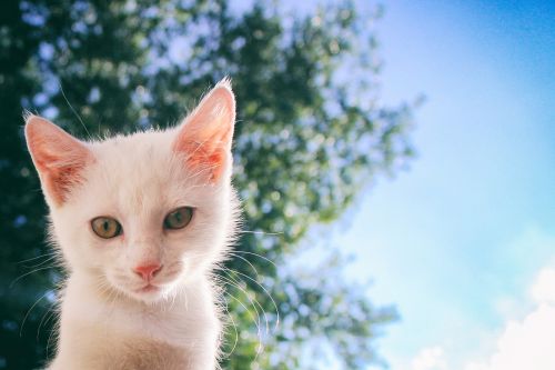 Katė, Balta, Kačiukas, Katės Namai, Tomcat, Gyvūnas, Balta Katė, Mielas