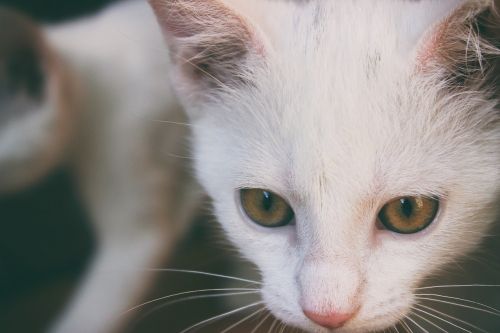 Katė, Balta, Kačiukas, Katės Namai, Tomcat, Gyvūnas, Balta Katė, Mielas, Katės, Akys, Vaizdas