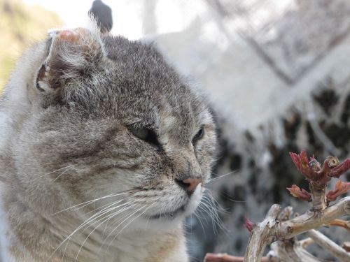 Katė, Gyvūnas, Kačių, Gyvūnai, Kačių Akys, Wildcat, Naminis Gyvūnas, Galva, Mielas, Profilis, Galvos Profilis, Gamta, Medžiaga, Pilka, Ausys